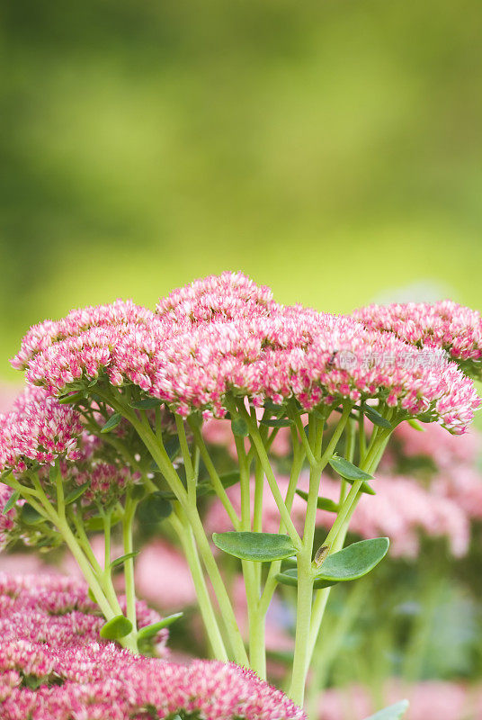 Stonecrop(景天“秋火”)- III